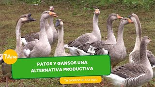 Patos y gansos una excelente alternativa productiva  TvAgro por Juan Gonzalo Angel Restrepo [upl. by Mathre]