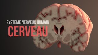 Comment fonctionne le cerveau Système nerveux humain Animation [upl. by Snowber138]