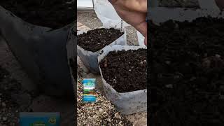 How to plant Lisianthus seeds 🌱🌸  Garden Answer [upl. by Anasiul]