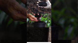 By making your own vermicompost you reduce waste enrich your garden and help the environment [upl. by Dranyam]