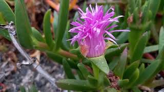 Hottentotfig A Floral Gem at the Seaside [upl. by Ilatfen585]