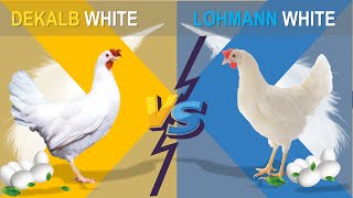 Dekalb vs Lohmann The Comparison of Two Popular Hybrid Chicken Layers for Commercial Egg Production [upl. by Nemracledairam]