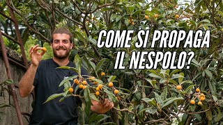 come PROPAGARE il NESPOLO GIAPPONESE [upl. by Seale]