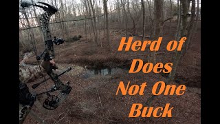 A Herd of Does  Not One Buck  Virginia Saddle Hunting [upl. by Keven329]