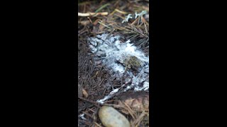 Mycelium found under log [upl. by Gettings]