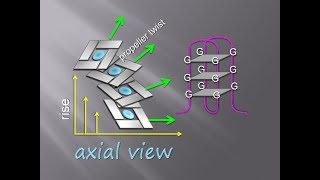 DNA Quadruplex  Milestone in Structural Biology  A Concise Compilation of Basic Info [upl. by Minardi]