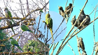 Fotografia naturalistica  Pappagalli e storni nelle aree verdi di Roma [upl. by Llerej]