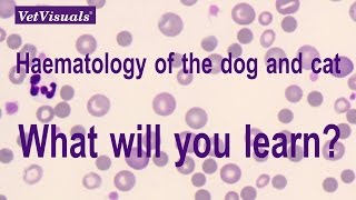 Haematology of the dog and cat [upl. by Pacheco553]