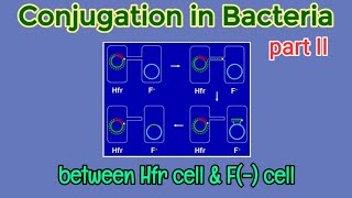 Conjugation between Hfr and F Bacterial Cell  Conjugation  Microbiology  AM Biologie Notes [upl. by Odranoel]