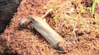 Legless Lizard Eating [upl. by Ranite667]