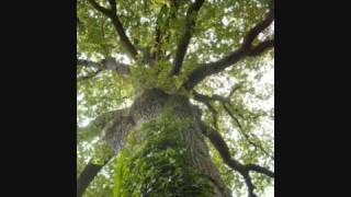 La légende des Arbres  Yves Duteil [upl. by Stout]