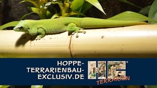 Terrarium für Phelsuma grandis  Großer Madagaskar Taggecko [upl. by Enitselec451]