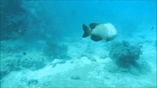 Damselfish attacks Stegastes nigricans [upl. by Burr]