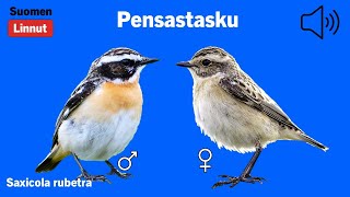 Pensastasku  Saxicola rubetra  Whinchat  buskskvätta  SAXTRA [upl. by Freedman]