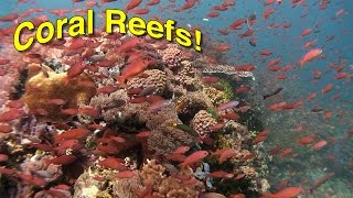 Coral Reef Biology  JONATHAN BIRDS BLUE WORLD [upl. by Gerdeen679]