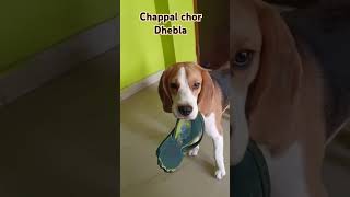 Chappal chor DHEBLA ekmotahathi youtubeshorts funny trending viralvideo [upl. by Ardnohsed]