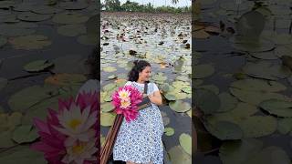 594 Reached Pink Lake in Kerala ￼ water lilies in Mallarikal Kottayam [upl. by Eidassac880]