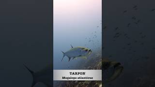 Tarpon [upl. by Dail]