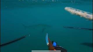 Hungry Galapagos shark chased us out the water  EP5  MAUI HAWAII [upl. by Dobson437]