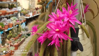 cactos em flor Lindas bacias de suculentas Rosas  Plantas novasUm encanto ðŸ¥°ðŸŒ¹ðŸ•Šï¸ðŸŒ¹ [upl. by Eirojam284]