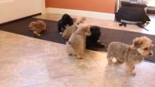 Morkie Puppies For Sale [upl. by Nylodnew]