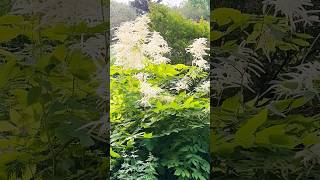 🔥What beautiful Goatsbeard Aruncus dioicus 🔥🌹卡尔加里市Aruncusdioicus wildlife 植物 [upl. by Nymassej91]