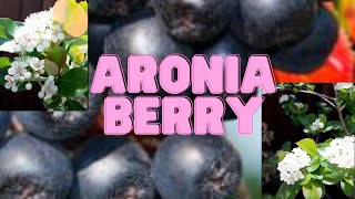 Aronia Berry [upl. by Arihat]