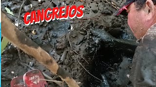 atrapando grandes cangrejos rojos en hoyos de manglar que bendicion 😇 [upl. by Kriste190]