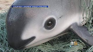 VANISHING VAQUITAS Vaquita dolphins being pushed to brink of extinction by greedy fishermen [upl. by Nahttam904]