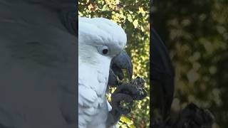 Cockatoos are Talented Birds🤩 [upl. by Rahs]