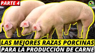 7 Razas de Cerdos Productores de Carne que Debes Conocer [upl. by Eliason]