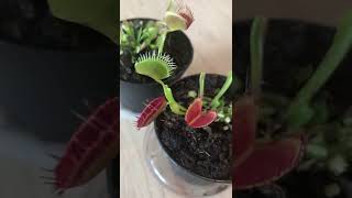 How to Care for a Venus Fly Trap Shorts [upl. by Meil721]