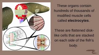 The Electric eel  Pills of Animal Physiology [upl. by Ivonne]