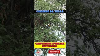 Canário da terra cantando livre na natureza [upl. by Gilda]