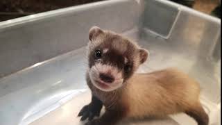 Smithsonian BlackFooted Ferret Kit Chatter [upl. by Oriaj914]