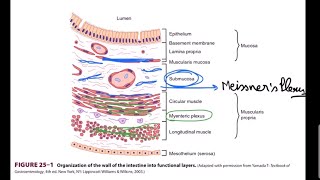 Enteric Nervous System  Myenteric and Meissners Plexus  Mnemonic [upl. by Nitreb30]