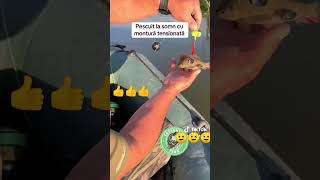 montura somn fir de rupere fishing catfish fish tips [upl. by Aikemahs457]