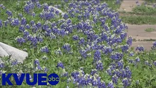 Bluebonnets blooming early in Central Texas  KVUE [upl. by Eran]