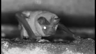 One of the Free tailed Bats exactly which type no idea as many are in the area [upl. by Kcirad479]