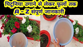 पिटूनिया उगाने से लेकर फूलों तक A  Z संपूर्ण जानकारी how to grow petunia [upl. by Ellata]