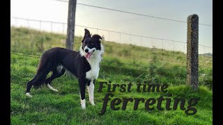 lurchers first time ferreting [upl. by Ahtnicaj]