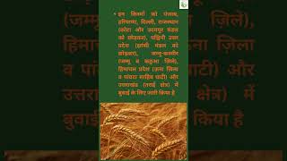 Gehun ki top 3 nayi kismein उत्तर पश्चिम मैदानी क्षेत्र के लिए गेहूं की 3 नई किस्में [upl. by Jc]