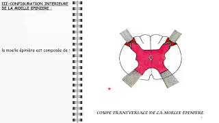 Neuroanatomie 2  Systématisation de la moelle spinale Spinal cord functions [upl. by Cahilly]