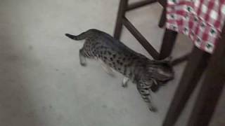 Bengal Cat Agility 2 [upl. by Raman]