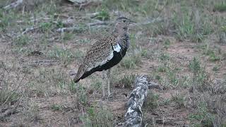 The call of the redcrested korhaan [upl. by Scarlett]