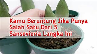 Sansevieria Langka Ini Harganya Mencapai Jutaan Rupiah  Tanaman hias Lidah Mertua [upl. by Enaxor]