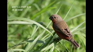 ROWTIE quot SWAAI WIET quot training 12 stoot Sorophila Minuta  firered  rudybelliedseedeater song [upl. by Mora615]