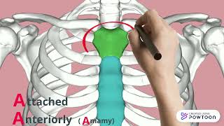 skeletal system [upl. by Weiman461]