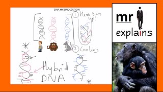 mr i explains How DNA Hybridization works [upl. by Aitenev825]