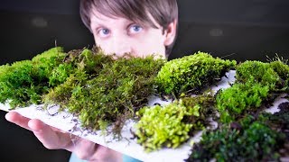 Collecting amp Identifying Moss [upl. by Carolin]